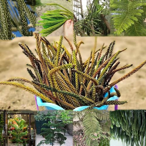 araucaria baum samen bonsai baum zimmerpflanze topf pflanze gartenpflanzen winterhart mehrjährig bonzai baum pflanzendeko winterfeste pflanzen für balkon exotische zimmerpflanzen 200pcs