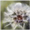 ARTland Wanddeko Glasbilder Wandbild Glas Bild einteilig 50 x 50 cm Pflanzen Mikro Makro Blumen Pusteblume Löwenzahn Sommer T3LA