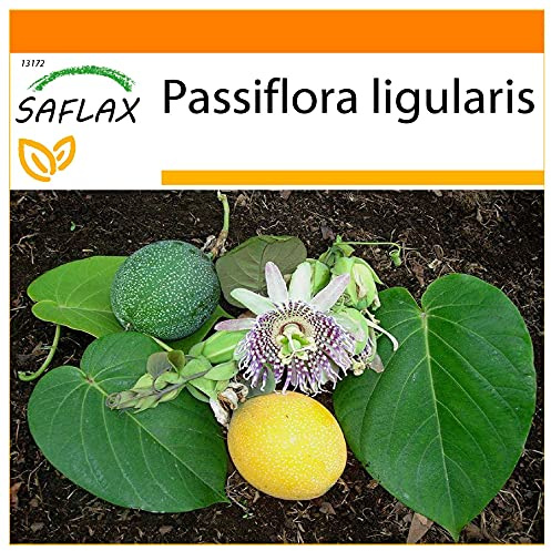 SAFLAX - Garden in the Bag - Süße Granadilla - 20 Samen - Mit Anzuchtsubstrat im praktischen, selbst aufstellenden Beutel - Passiflora ligularis