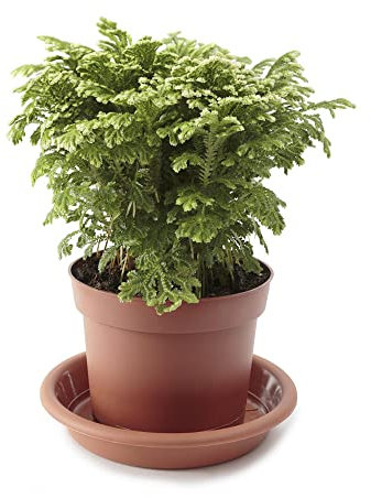 Rose Von Jericho 10 Zwiebeln Blumen FrüHlingsblumen Ostern Geschenke KüChenkräUter Bodendecker Winterhart MehrjäHrig KräUterbeet Indoor Balkonpflanzen Blumenzwiebeln