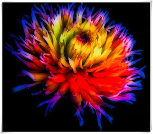 Dahlia Pompon, Dahlien Knollen Groß, Romantische Dahlie, Winterhartes Pflanzen, Dahlien knollen, Dahlien Knollen Winterharte MehrjäHrig-2 Zwiebeln-I