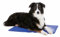 TRIXIE Kühlmatte für Hunde – XL: 90 × 50 cm, blau – selbstkühlende Hundematte mit Gelfüllung, bietet angenehme Abkühlung an heißen Tagen – ideal für Zuhause, im Auto & auf Reisen - 28686