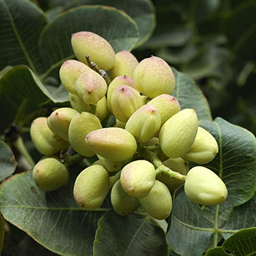 Benoon Semillas De Pistachos, 5 Piezas Semillas De Pistachos No Transgénicas Fácil De Plantar Pistachos Frescos Semillas De árboles Para Jardín Semilla