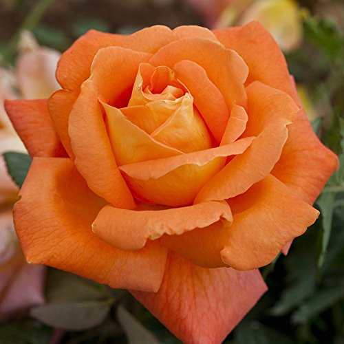1 ROSA LOUIS DE FUNES IN VASO 19CM PROFUMATA MEILLAND