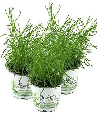 Olivenkraut im 3er Set,Olivenstrauch,Santolina viridis