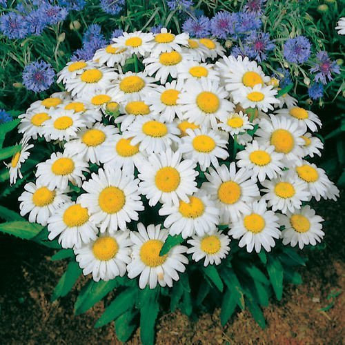 Pack X6 Shasta Daisy 'Snow Lady' Perennial Garden Plug Plants