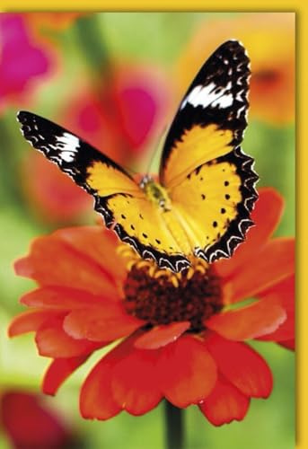 Verlag Dominique Grußkarte blanko ohne Text Schmetterling Blume Natur - mit Umschlag