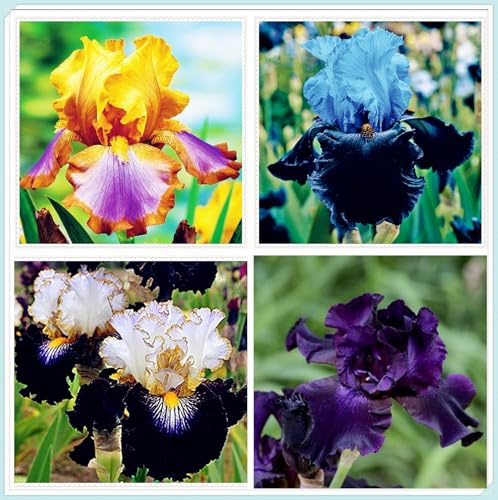 Winterhart zwiebeln, Mehrjährige Blumenzwiebel ist winterhart,Blumenzwiebel Mix, Winterhart pflanzen, Mysteriöse magische Glühbirne-3 iris blumenzwiebeln