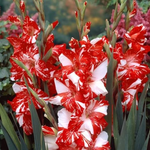 Bulbi di gladiolo, Gladiolo pianta,Piantagione di gladioli in giardino,Piante perenni dai colori vivaci, Creano un romantico paesaggio fiorito-3 bulbi-D