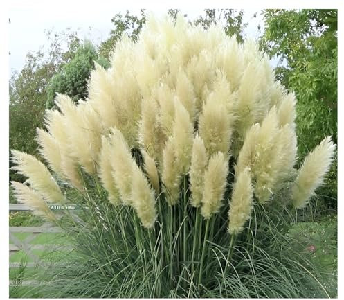 Stauden Gänge 5 x Cortaderia selloana 'White' im 1 Liter Topf (Ziergras/Gräser/Winterhart/Mehrjährig/Immergrün) Weißes Pampasgras - Majestätische, schneeweiße Federn für Ihren Garten