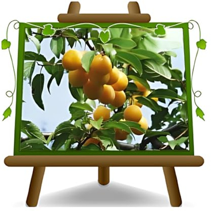EURO PLANTS VIVAI Susino Shiro Goccia d'Oro pianta da frutto età 4 anni | Pianta di Prugna - Vaso da 24/26 cm Altezza 160~180 cm