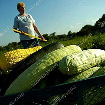 seedsown Keimfutter: 20 Samen/Packung erstaunliche rosa Kirschbaum japanischen Sakura-Kirschblüten-Baum-Samen