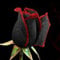 Haloppe 50 Stück Rosenblüten-Pflanzensamen für die Hausgartenbepflanzung, seltene schwarze Rose mit rotem Rand, Samen für Hausgartenpflanzen, Blumensamen