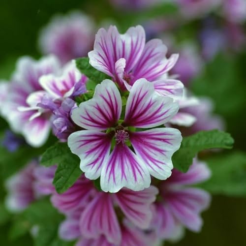 200 piezas semillas de malva, Flores ornamentales de jardín raras Malva silvestre Fácil de sobrevivir Semillas perennes para plantar Crecimiento durante todo el año Casa de jardín