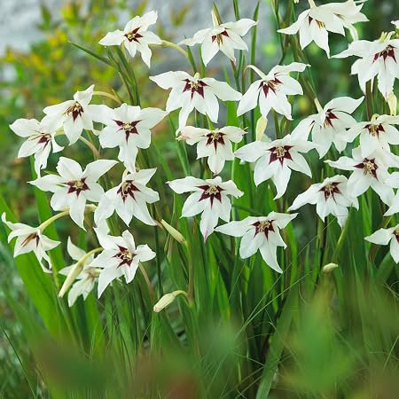 100 graines de fleurs de glaïeul