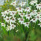 100 graines de fleurs de glaïeul