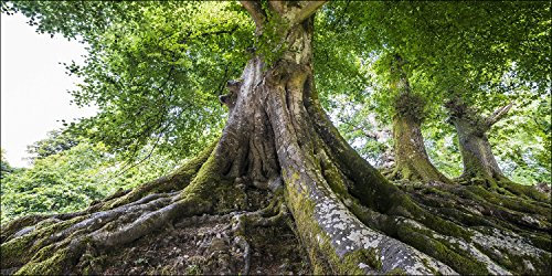 Pro-Art-Bilderpalette g1711g Tableau Mural Impression giclée Motif Arbre de Vie 100 x 50 cm, Multicolore, 60x30 cm