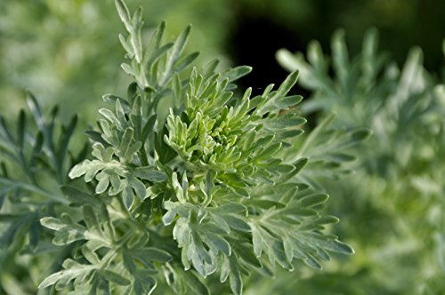 Wermut Artemisia absinthium 2000 Samen