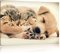 Pixxprint Hundewelpe mit kleinen Kätzchen, Größe: 60x40cm, Leinwandbild, fertig gespannt, Wandbild, Dekoration, Kunstdruck, kein Poster