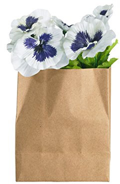 ASA Stiefmütterchen in Papier rechteckig