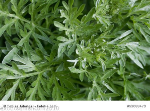 Absinth Wermut Artemisia absinthium Wermutsamen Heilpflanze 100 Samen