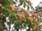 Mimosenbaum/Seidenbaum (Albizia julibrissin) 10 Samen -Selten-