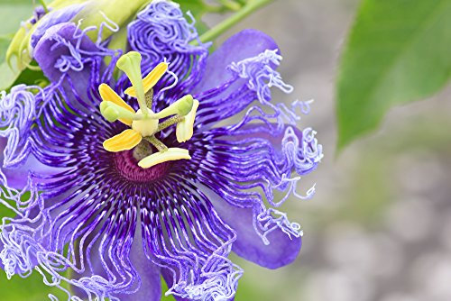 Passionsblume incarnata 5 Samen,Passiflora incarnata