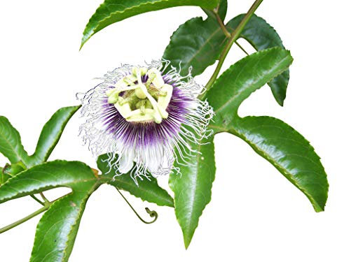Echte Passionsblume (Maracuja Passionsfrucht) 10 Samen (Passiflora edulis f. flavicarpa)