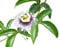 Echte Passionsblume (Maracuja Passionsfrucht) 10 Samen (Passiflora edulis f. flavicarpa)