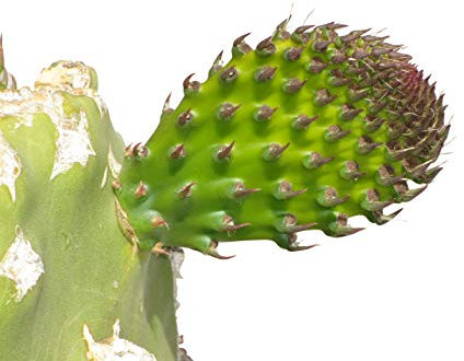 Opuntia engelmannii 15 Samen