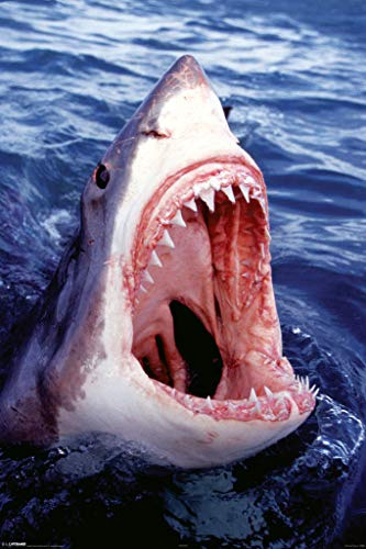Pyramid Great White Shark Poster Großformat B X H : 61 x 91 cm