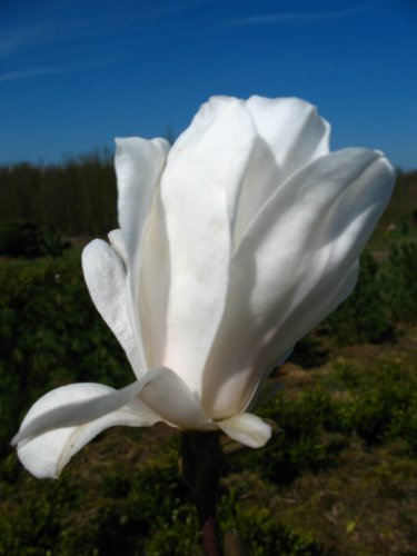 weiß blühende Sternmagnolie Magnolia stellata Royal Star 60-80 cm hoch im 5 Liter Pflanzcontainer