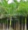 Roystonea Regia Royal Palm Seeds nuovo raccolto Esotico giardinaggio Pianta tropicale