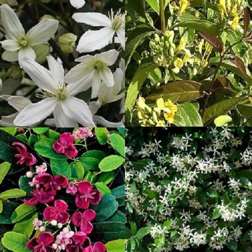 Clematis Mix-2 Weiss/Gelb/Rosa - Immergrün - Geissblatt Henryi/Sternjasmin + Star of Sicily/Clematis armandii Snowdrift - 4 Weiss/Gelb/Rosa und immergrüne Kletterpflanzen | 4 x 1,5 Liter Töpfe