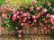 100 Stück Kletterrose Samen, seltene Rosenblumensamen in Bonsai, DIY Hausgarten Hof Pot-Blumen-Anlage Multi-Farbauswahl