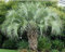 5 PCS Samen von GELEE PALM Butia capitata Nana T36, Schöne Baumsamen
