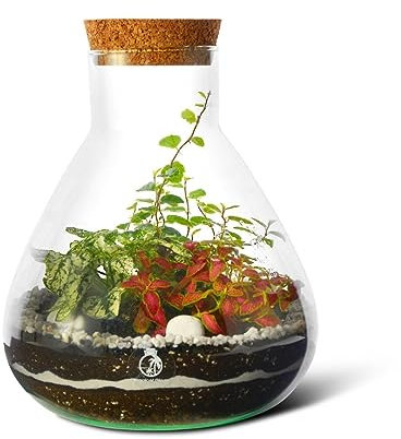 Closed DIY Terrarium Kit with 3 Live Plants and Moss, H: 24 cm, Handmade Glass Jar with Cork Lid, All Inclusive Indoor Garden Set, Eco Gift for Home or Office (Standard Lid)
