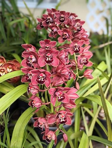 Natürlich, Winterhartes,Cymbidium Pflanzen Rhizome,Phalaenopsis Orchideen,Cymbidium Zwiebeln Winterhart Mehrjährig,Kolibri Orchids,Orchideen Pflanzen-15 Zwiebeln-E