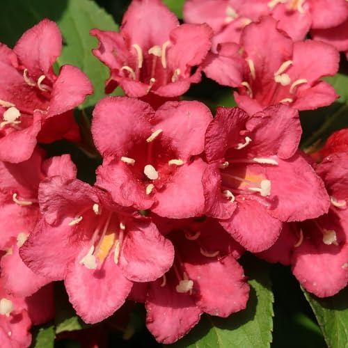 Liebliche Weigelie Bristol Ruby 2L -