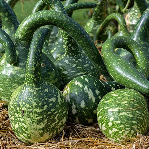 Gourd Seeds - Speckled Swan - 0.25 Oz ~200 Seeds - Lagenaria siceraria - Farm & Garden Vegetable Seeds - Non-GMO, Heirloom, Open Pollinated, Annual