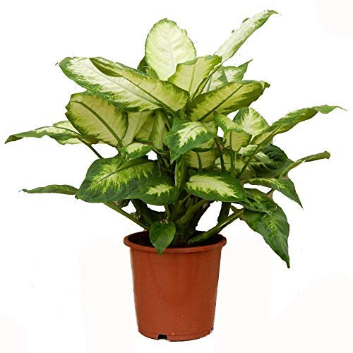 Dieffenbachia Camilla Compacta - Planta de interior de caña muda en maceta de 12 m