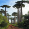 200 Stücke Baobab Mehrjährige Pflanze Baum Samen Garten Hof Straße Feld Outdoor-Dekor Blume Obst Baum Gemüse Samen Baobab-Samen 200pcs