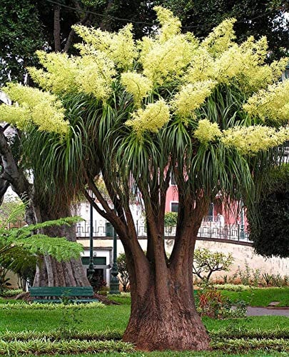 Seedeo® Flaschenbaumlilie - Elefantenfuß -(Nolina recurvata) 10 Samen