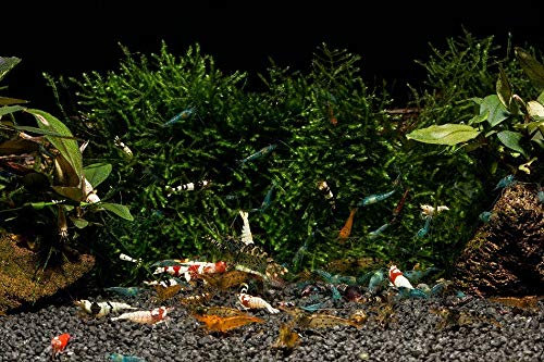 Bunter Garnelen Swinger Club - Neocaridina-Mischung, 10 Stück