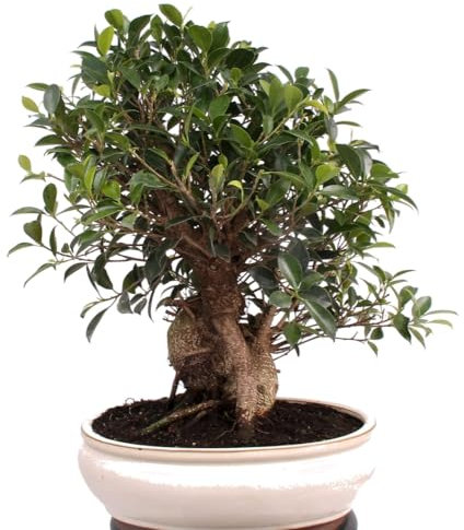 Bonsai - Ficus retusa, Chinesische Feige 221/83