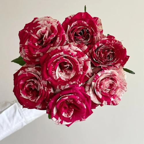200 pcs Rosen Samen Mehrjährig blumensaat, exotische pflanzen samen Rosen Samen Balkon blumen für balkon, seeds blumen balkon, bonsai samen bio saatgut, samen geschenk wildblumen,
