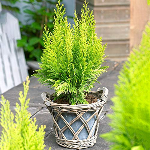 Chamaecyparis lawsonianna 'Stardust' Compact Evergreen Cypress Plant | 9cm Pots