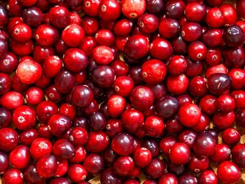 Cranberry `Pilgrim´, Kranichbeere, Vaccinum macrocarpon, im 2 Liter Topf