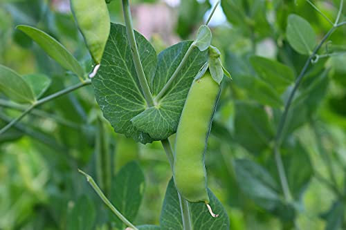 Batch of 50 Garden Pea Seeds Wonder of Kelvedon - Rare and Voluminous Variety - Sweet and Juicy - Precocious - 100% Natural - Excellent Quality - 100% Reproducible