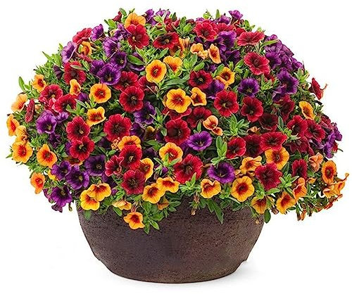 lamphle 120 Stück gemischte Gloxinia Calibrachoa Petunie Blumensamen Garten Hof Bonsai Pflanze Blume Obstbaum Gemüsesamen Gloxinia-Samen 120pcs